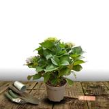Hortensia macrophylla Rouge - Pot de 4L - 40/60 cm thumbnail
