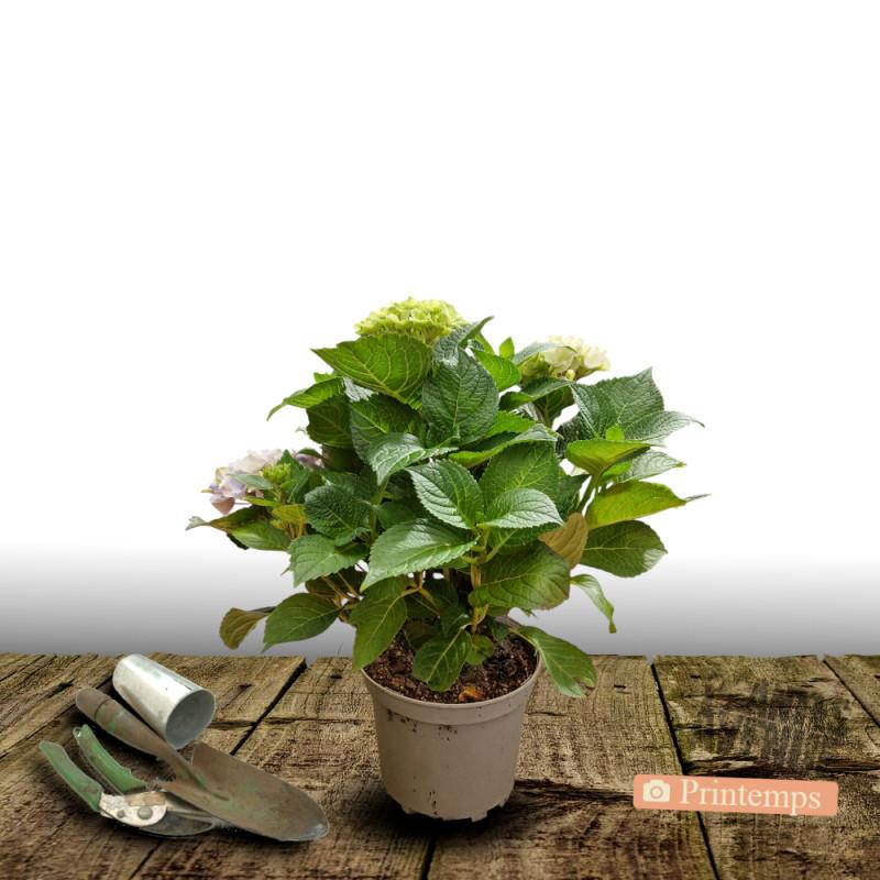 Hortensia macrophylla Rouge - Pot de 4L - 40/60 cm thumbnail