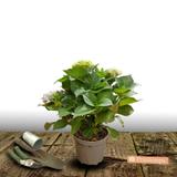 Hortensia macrophylla Rouge - Pot de 4L - 40/60 cm thumbnail