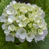 Hortensia macrophylla Blanc - Pot de 7,5L - 40/60 cm thumbnail