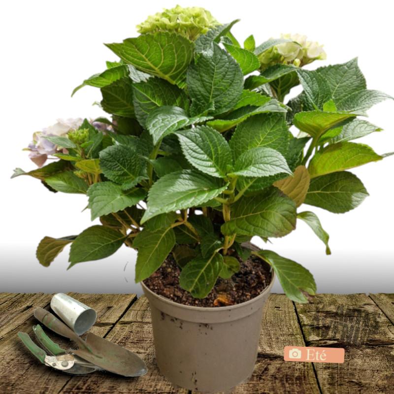 Hortensia macrophylla Blanc - Pot de 7,5L - 40/60 cm thumbnail