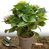 Hortensia macrophylla Blanc - Pot de 7,5L - 40/60 cm thumbnail