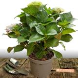 Hortensia macrophylla Blanc - Pot de 7,5L - 40/60 cm thumbnail