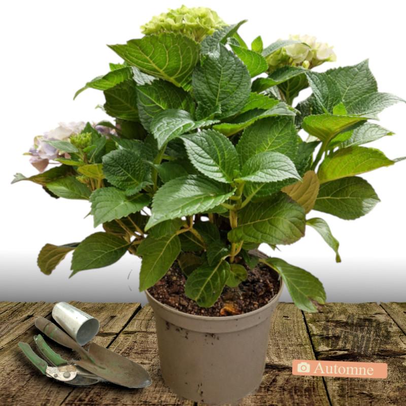 Hortensia macrophylla Blanc - Pot de 7,5L - 40/60 cm thumbnail