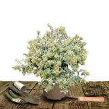 Abélie Sparkling Silver - Pot de 7,5L - 40/60 cm thumbnail