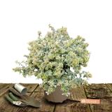 Abélie Sparkling Silver - Pot de 7,5L - 40/60 cm thumbnail