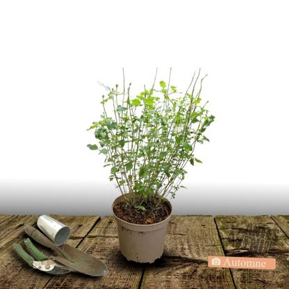 Sauge d'automne Mirage Rose Bicolor - Pot de 3L - 20/40 cm
