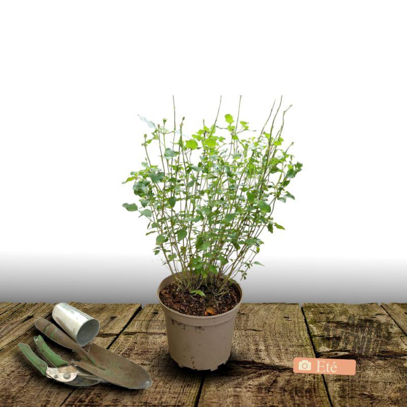 Sauge d'automne Mirage Rose Bicolor - Pot de 3L - 20/40 cm thumbnail