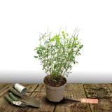 Sauge d'automne Mirage Rose Bicolor - Pot de 3L - 20/40 cm thumbnail