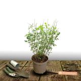Sauge d'automne Mirage Rose Bicolor - Pot de 3L - 20/40 cm thumbnail