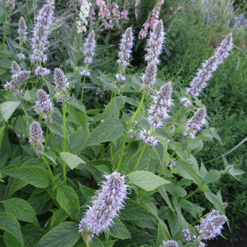 Agastache Blue Fortune - Godet - 5/20 cm