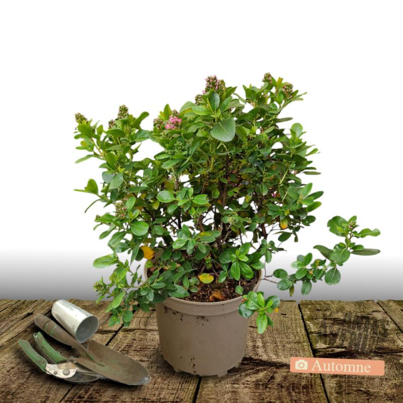 Escallonia Pride of Donard - Pot de 7,5L - 60/80 cm thumbnail