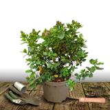 Escallonia Pride of Donard - Pot de 7,5L - 60/80 cm thumbnail