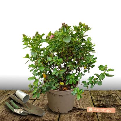 Escallonia Pride of Donard - Pot de 7,5L - 60/80 cm