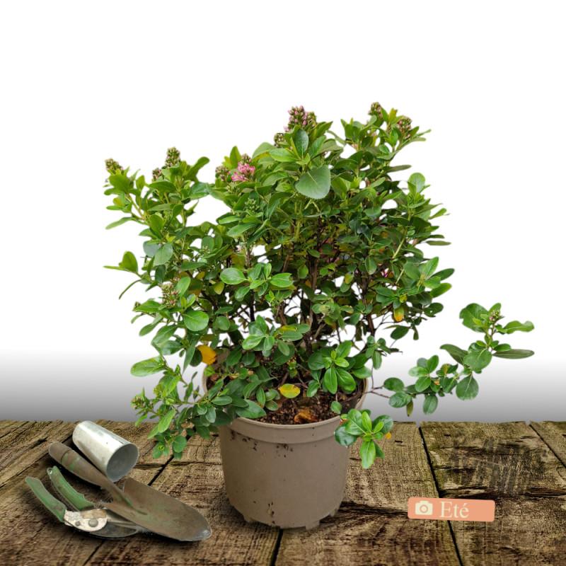Escallonia Pride of Donard - Pot de 7,5L - 60/80 cm thumbnail