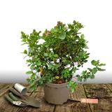Escallonia Pride of Donard - Pot de 7,5L - 60/80 cm thumbnail