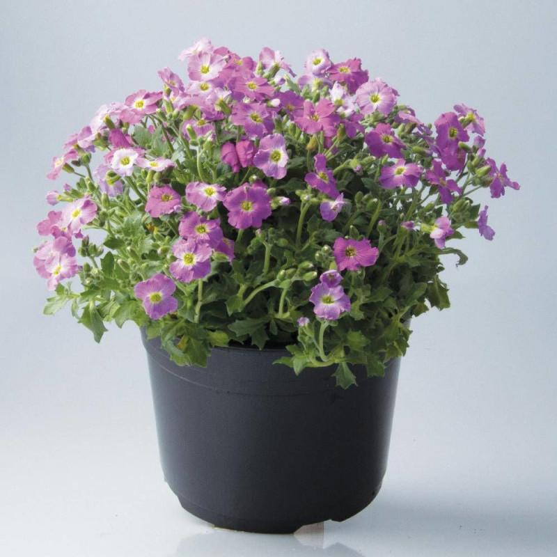 Aubriète Florado rose - Godet - 5/20 cm
