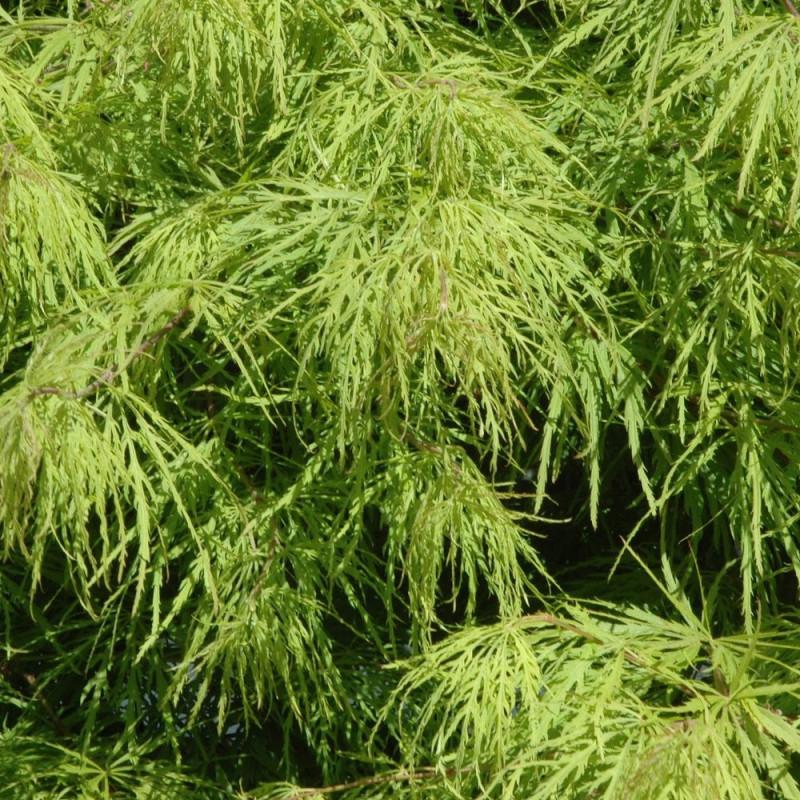 Érable du Japon Crimson Queen - Pot de 4L - 40/60 cm