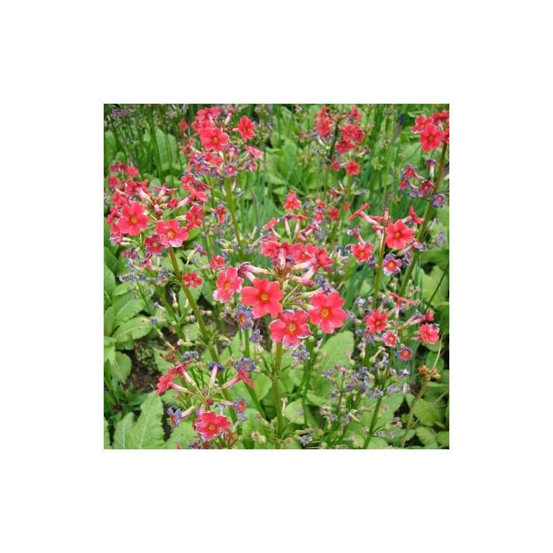Primevère candélabre - Godet - 5/20 cm