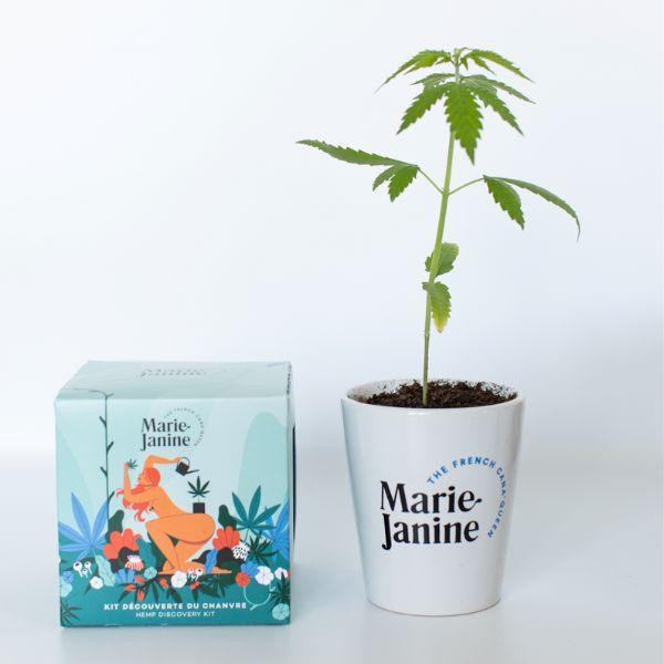 Kit plantation de chanvre cbd_bleu thumbnail