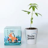 Kit plantation de chanvre cbd_bleu thumbnail