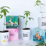 Kit plantation de chanvre cbd_bleu thumbnail