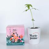 Kit plantation de chanvre cbd_rose thumbnail