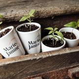 Kit plantation de chanvre cbd_rose thumbnail