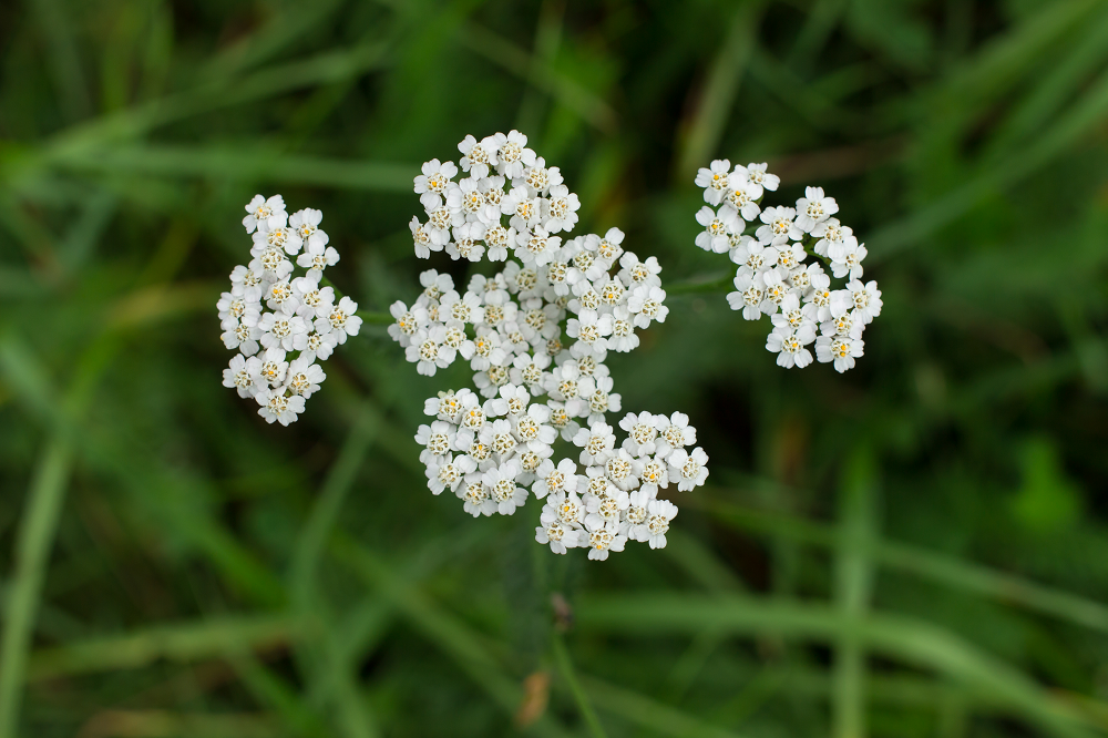 Vente de sommités fleuries achillée millefeuille bio